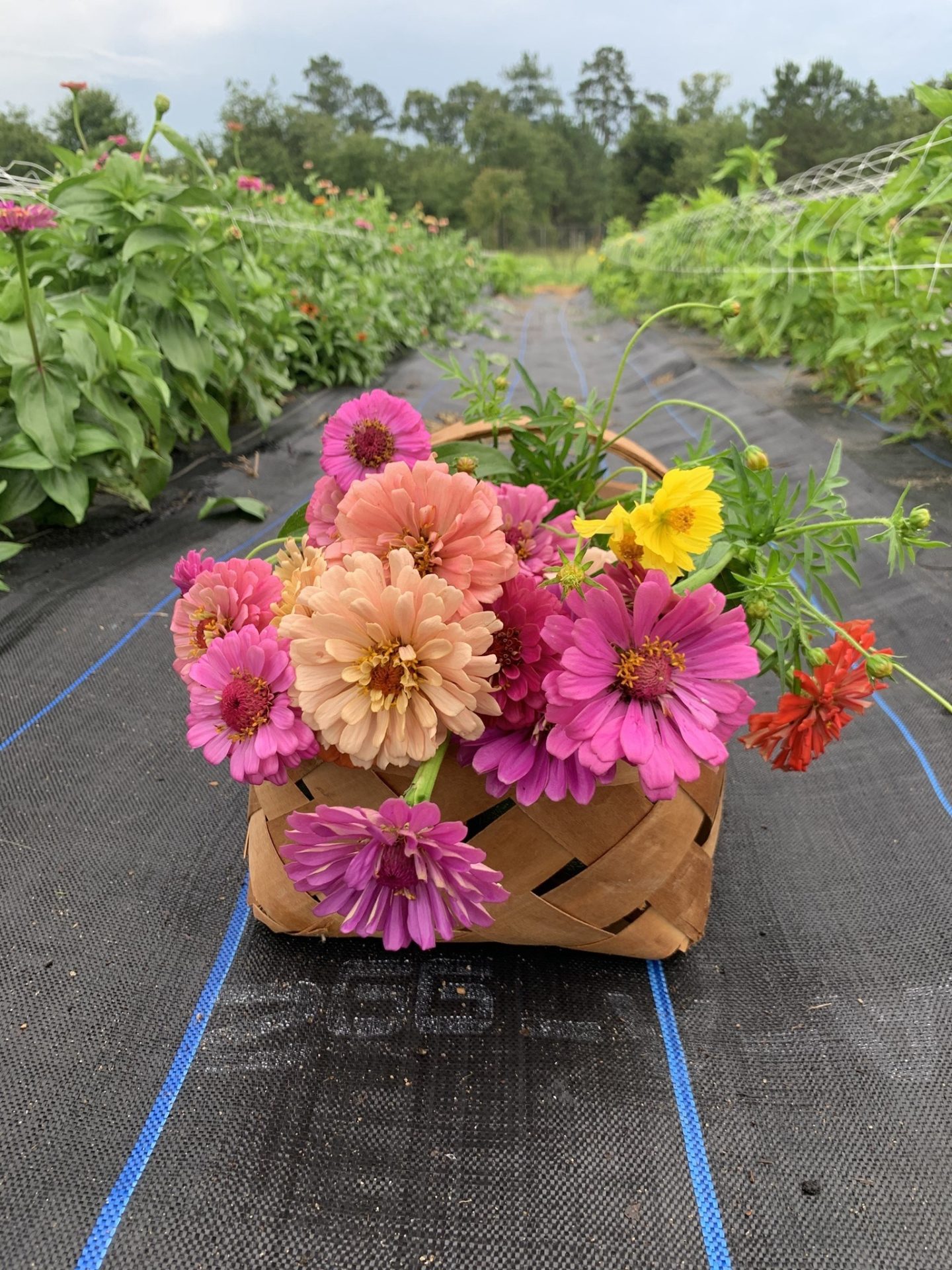 Flower Picking U-Pick or delivery Gibson Georgia Glascock County