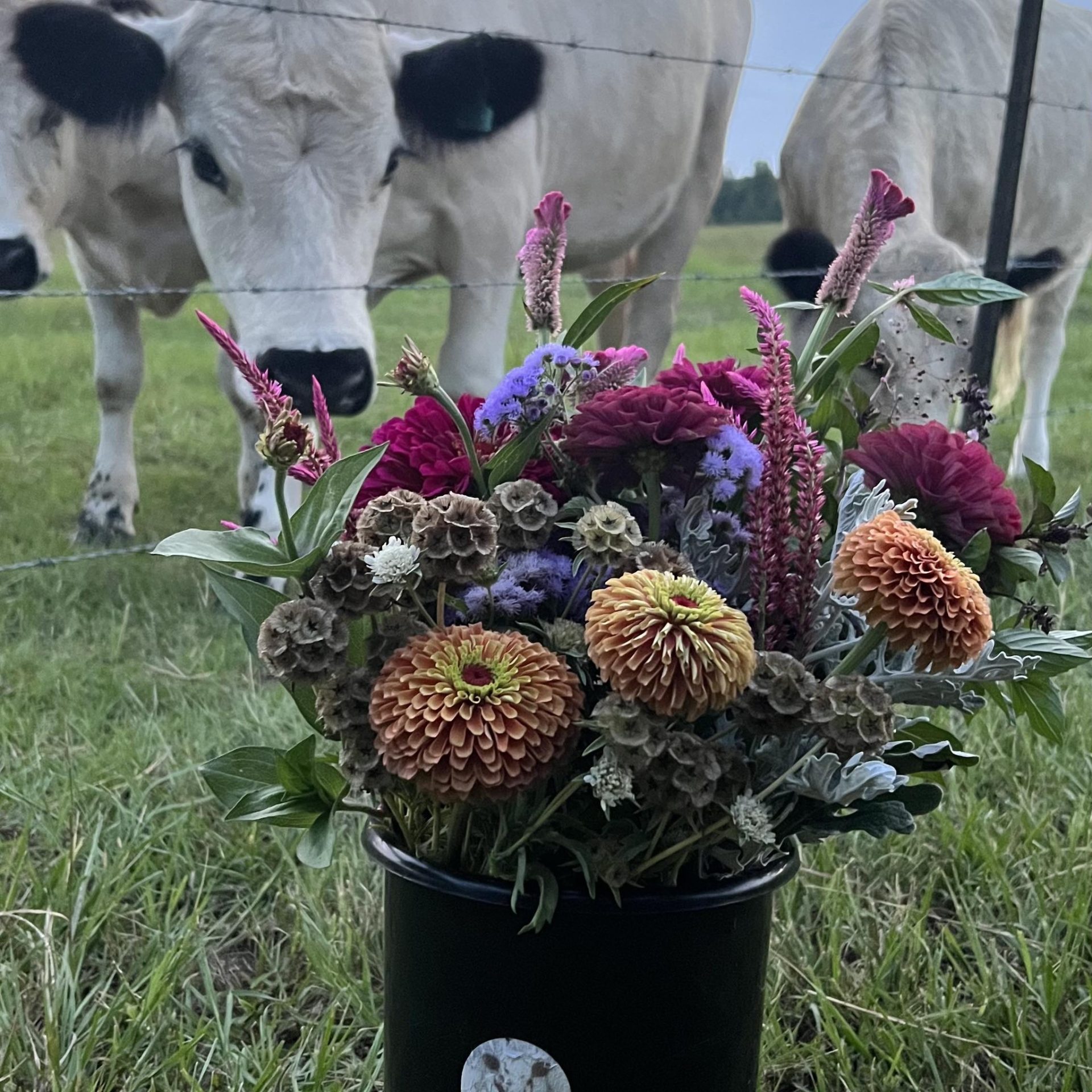 Flowers and American White Park Cattle Gibson GA