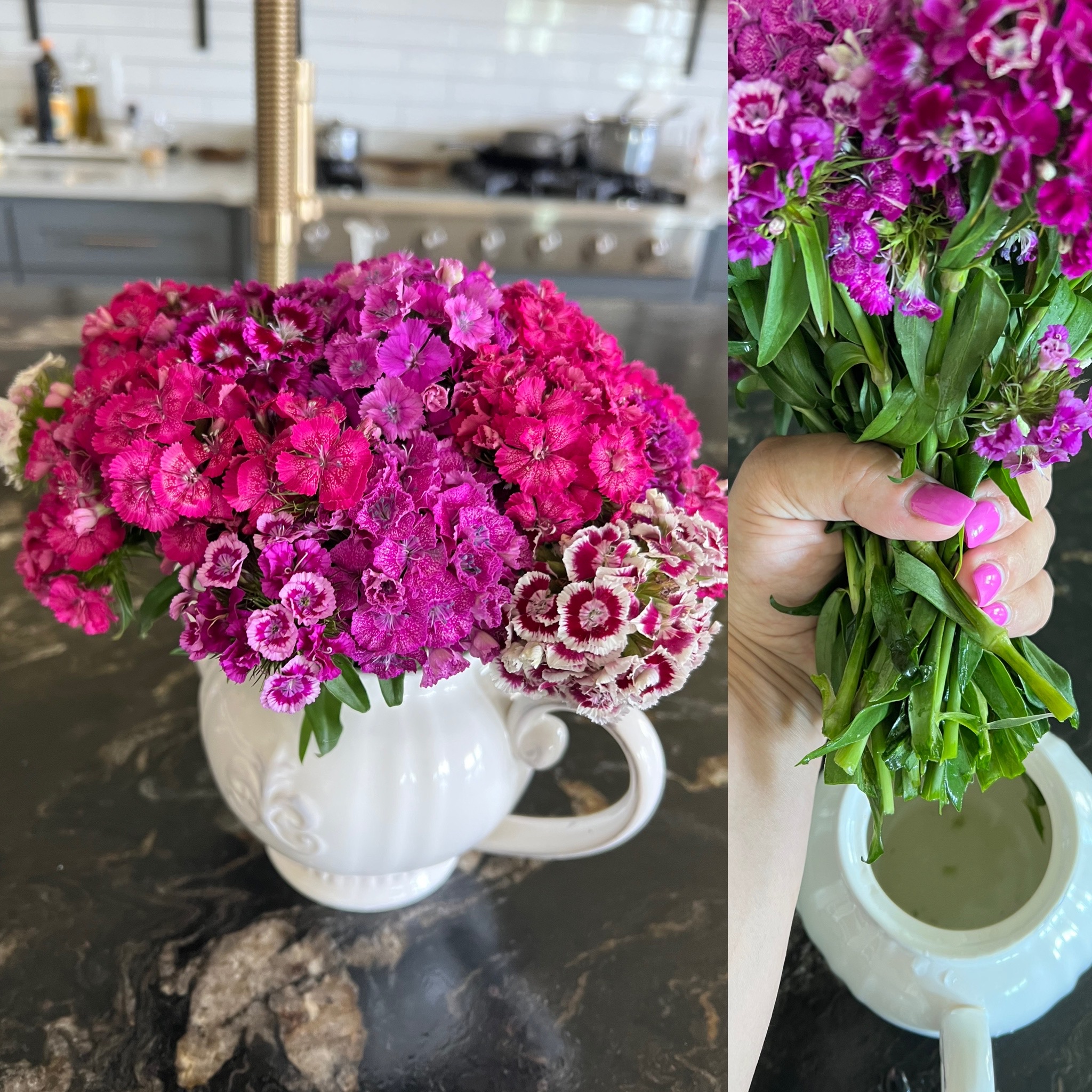 Volcano Mix Seed - Dianthus