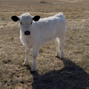 Fall 2025 Heifer Calf OLR BB