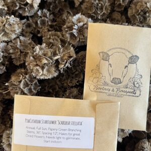 Scabiosa Star Flower Seed - Pin Cushion